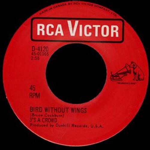 Coat of Colors b/w Bird Without Wings